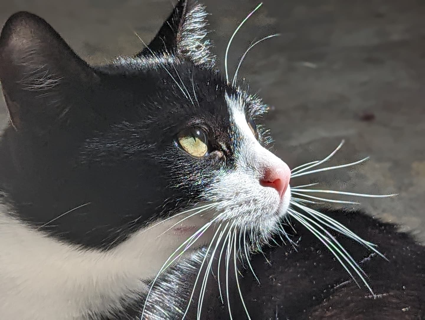 Aldi, black and white cat, pink nose