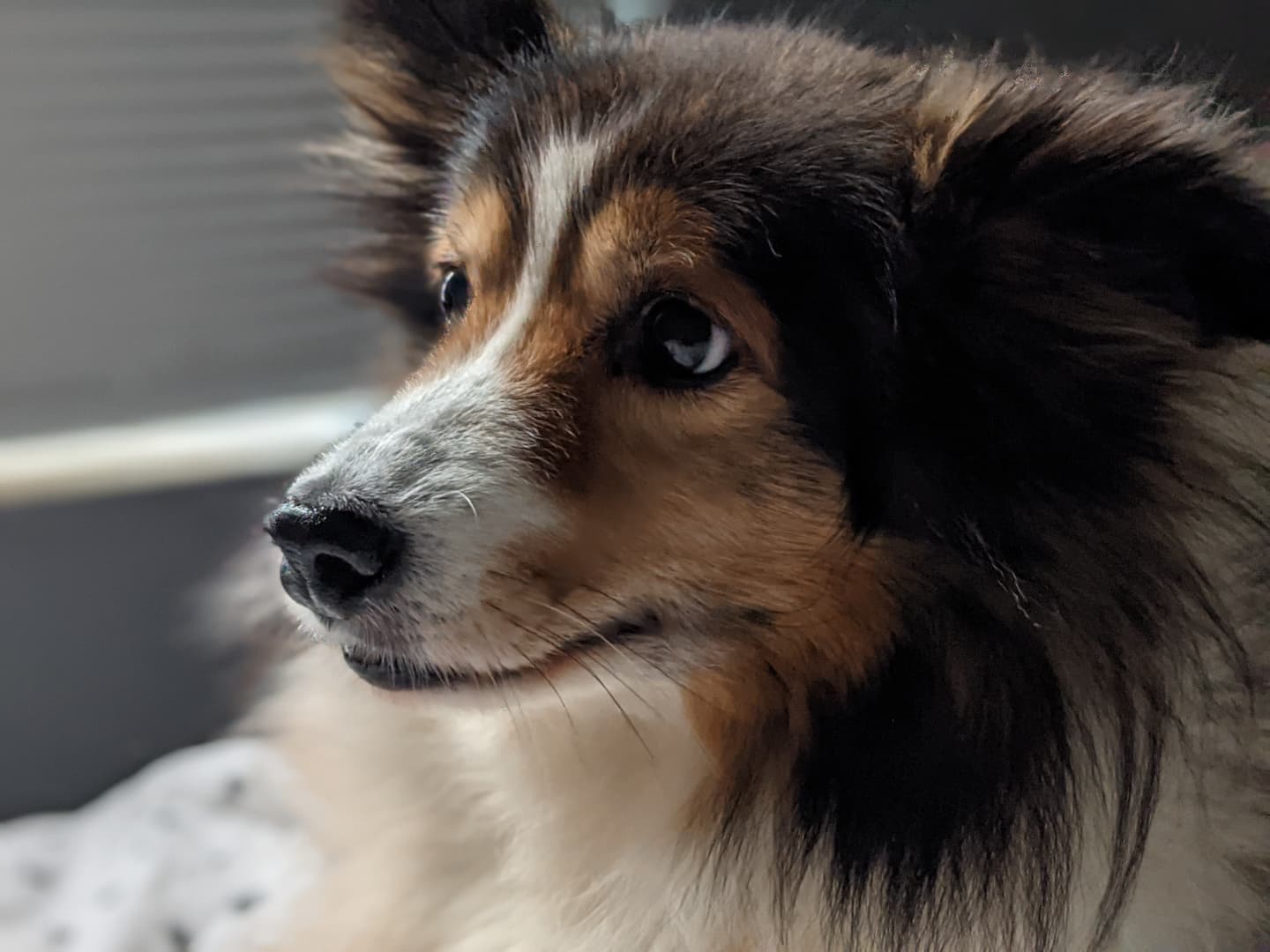 Rylie, sheltie-pomeranian mix, brown and white fur