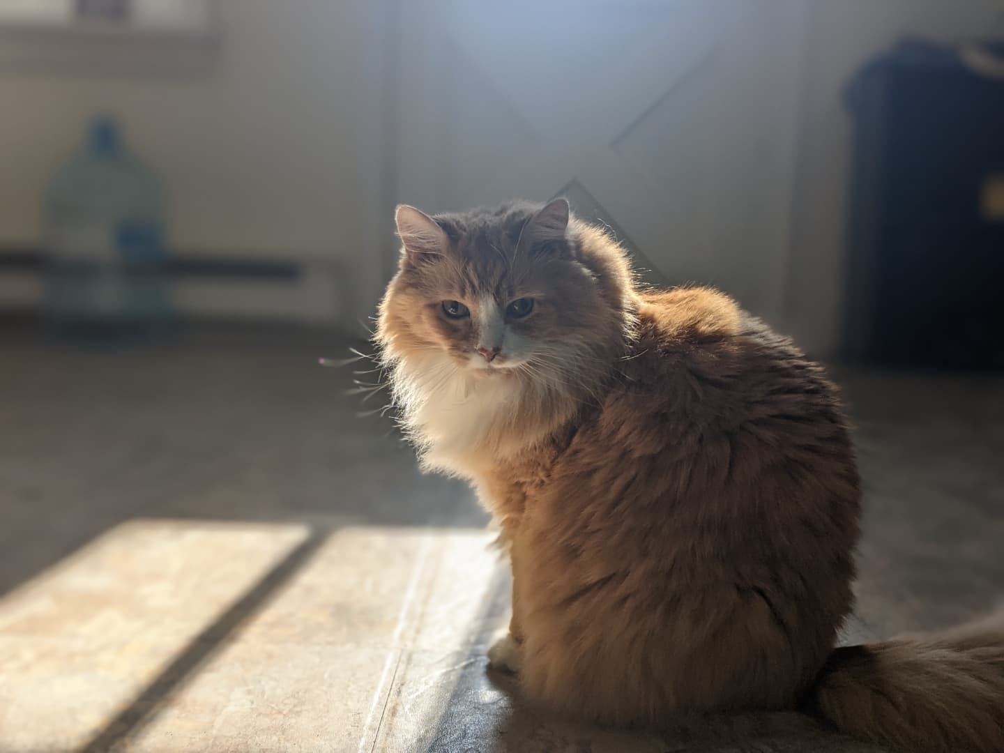Sunshine, orange and white, fluffy cat